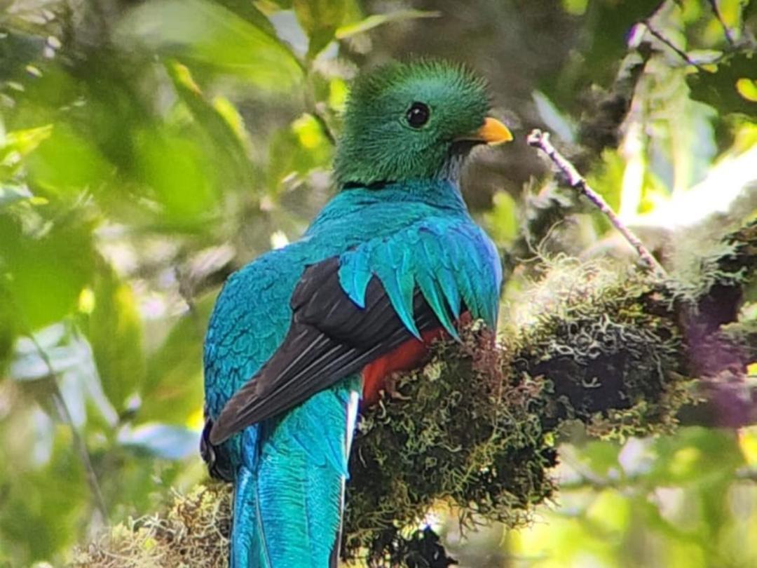 Tangara Lodge
